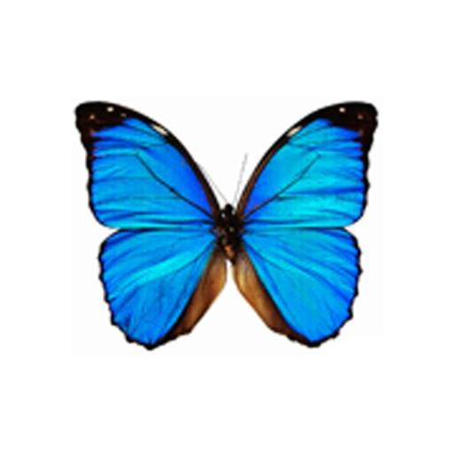 Dancing Butterfly icon